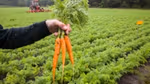 De vier samenwerkende partijen uit Het Wortel Collectief, Unilever, Jumbo, Ardo, en Agrifirm poseren met de wortelen die voortkomen uit regeneratieve landbouw praktijken.